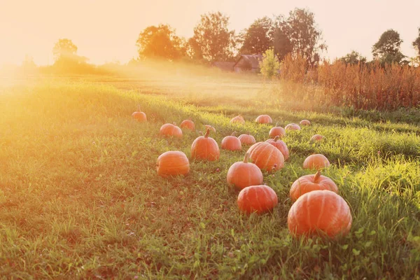 Field with pumpkins at sunset — Stock Photo, Image