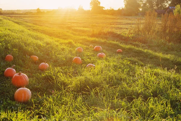 Campo com abóboras ao pôr do sol — Fotografia de Stock