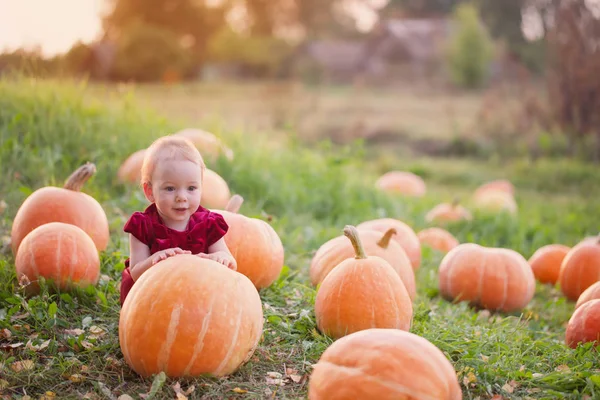 Niña con calabazas en el campo —  Fotos de Stock