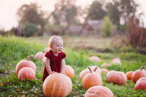 Klein meisje met pompoenen op veld — Stockfoto