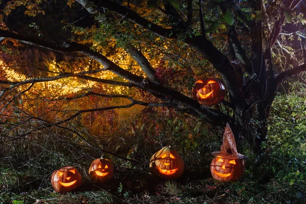 Хэллоуин тыквы в ночном лесу — стоковое фото