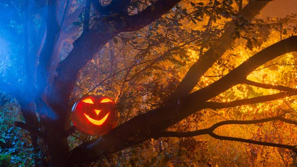 Halloween pumpkins in night forest