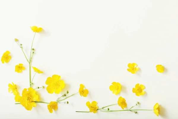 Fehér alapon sárga buttercups — Stock Fotó