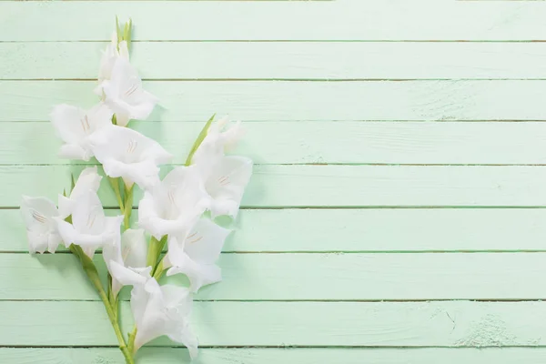 Gladiolo blanco sobre fondo de madera verde — Foto de Stock