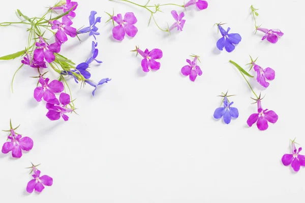 Lobelia fleurs sur fond blanc — Photo