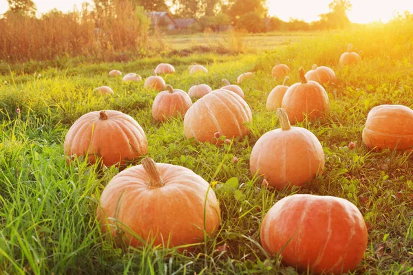 Field with pumpkins at sunset — Stock Photo, Image