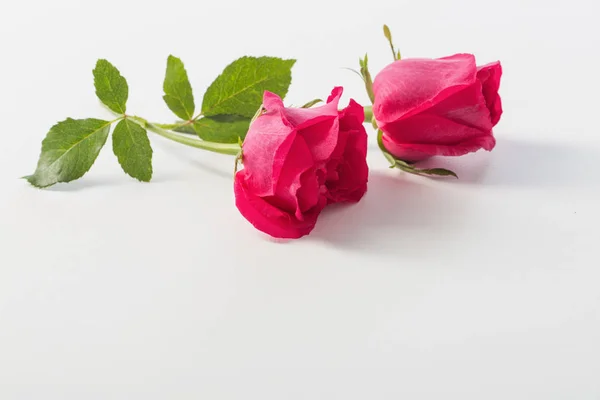 Rosas rosadas sobre fondo blanco — Foto de Stock