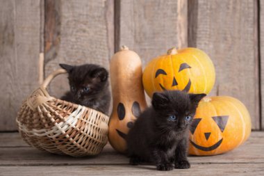 halloween pumpkins ile siyah küçük kedi 