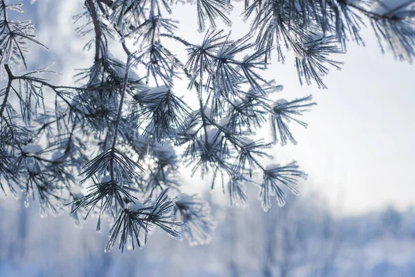 Blauwe winterbos met vorst — Stockfoto