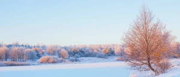 Зимнее утро со снегом и морозом — стоковое фото
