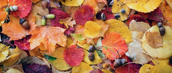 Hojas de otoño con gotas de lluvia —  Fotos de Stock
