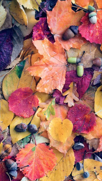 Autumn leaves with rain drops — Stock Photo, Image