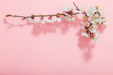 pembe arka plan üzerinde pembe kiraz çiçekleri