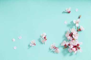 yeşil arka plan üzerinde pembe kiraz çiçekleri