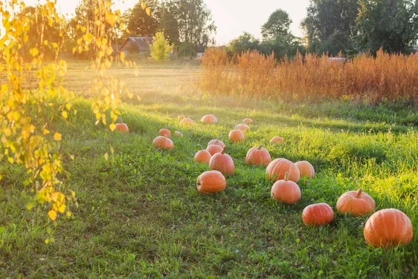 Field with pumpkins at sunset — Stock Photo, Image