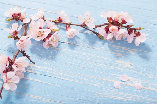 Flores de cerezo rosa sobre fondo de madera — Foto de Stock