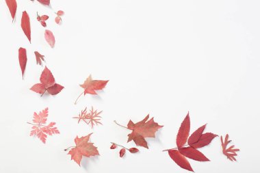Beyaz arkaplanda kırmızı sonbahar yaprakları 