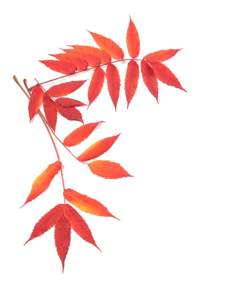 Folhas vermelhas de outono Isoladas no fundo branco — Fotografia de Stock