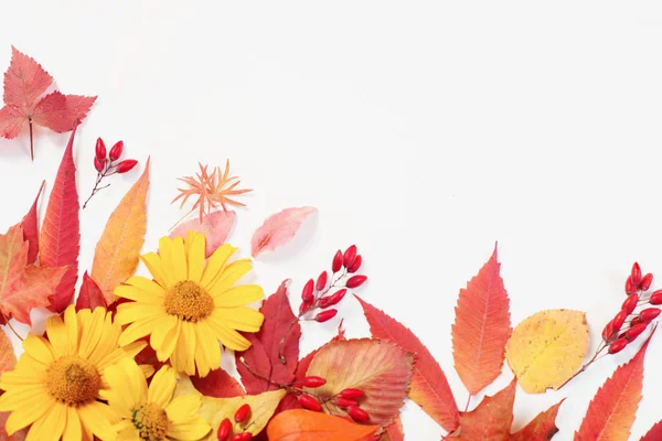 Hojas y flores de otoño sobre fondo blanco — Foto de Stock