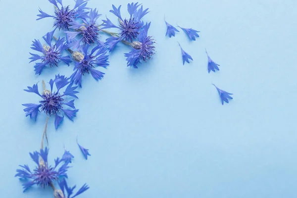 Blauwe korenbloemen op blauw papier achtergrond — Stockfoto