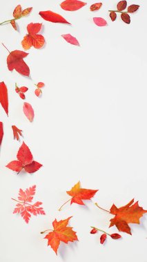 Beyaz arkaplanda kırmızı sonbahar yaprakları 