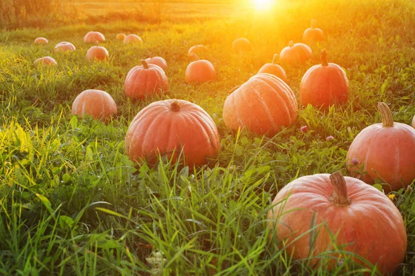 Field with pumpkins at sunset — Stock Photo, Image