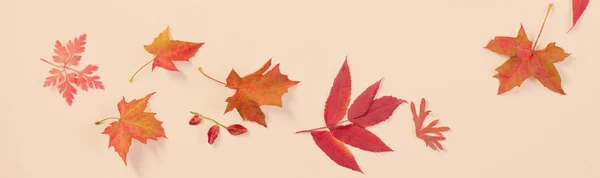 Folhas de outono vermelho no fundo branco — Fotografia de Stock