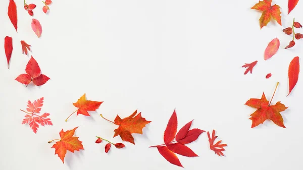 Folhas de outono vermelho no fundo branco — Fotografia de Stock