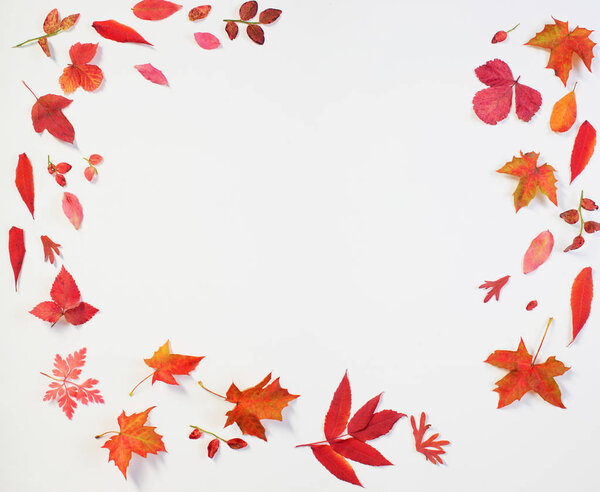 red autumn leaves on white background 