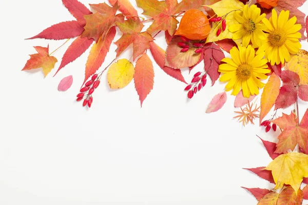 Herbstblätter und Blumen auf weißem Hintergrund — Stockfoto