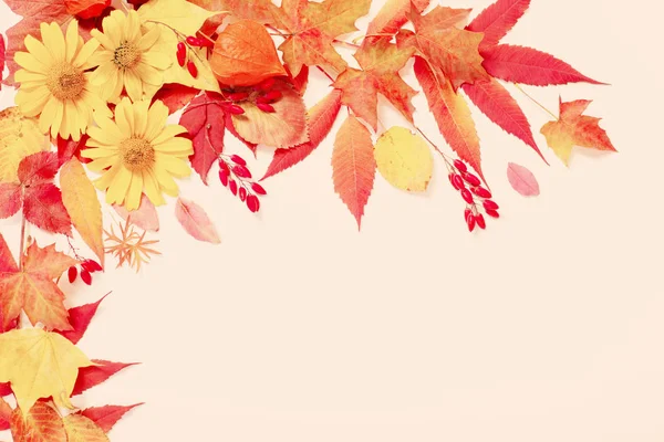 Folhas de outono e flores no fundo branco — Fotografia de Stock
