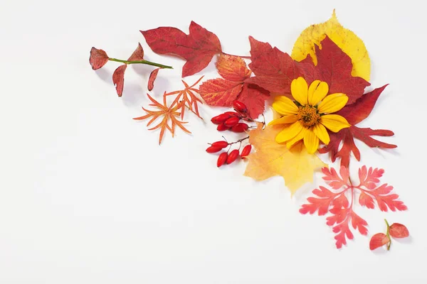白地に紅葉と花々 — ストック写真