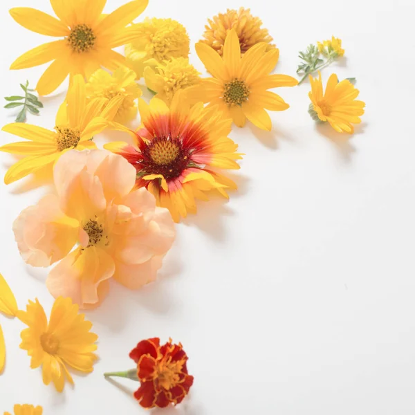 Flores amarillas y naranjas sobre fondo blanco —  Fotos de Stock