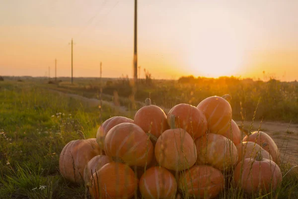 Orange pumpkins on rural field at sunset — Stock Photo, Image