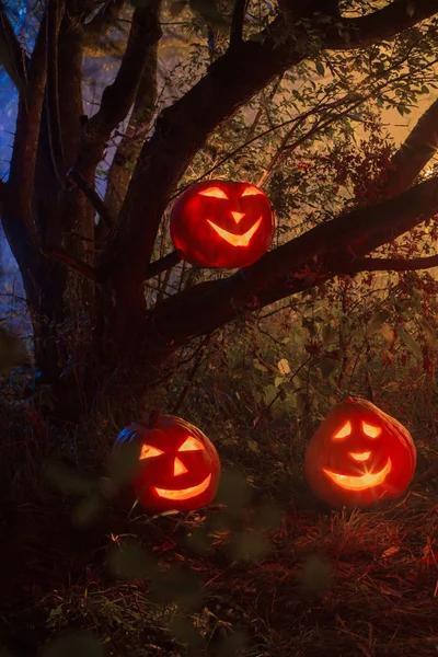 Halloween-Kürbisse im nächtlichen Wald — Stockfoto