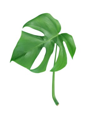 Monstera yaprakları beyaz arkaplanda yalıtılmış