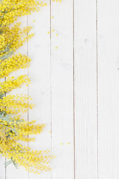 Mimose auf weißem Holzhintergrund — Stockfoto