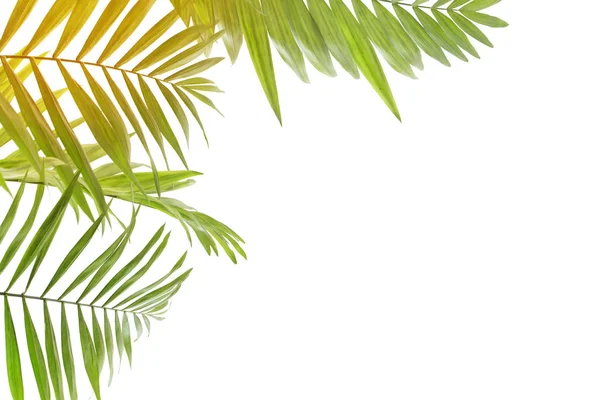 Palmblätter isoliert auf weißem Hintergrund — Stockfoto