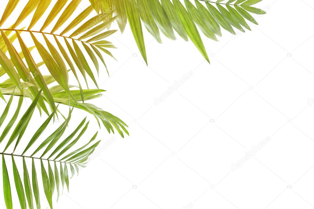 palm leaves isolated  on white background