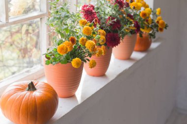 Kasımpatılar ve balkabakları eski beyaz pencere eşiğinde