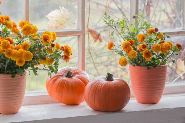 Chrysanthemums  and pumpkins on old white  windowsill — Stock Photo, Image