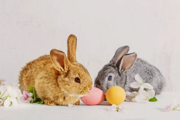 Lapin avec des œufs de Pâques sur fond blanc — Photo