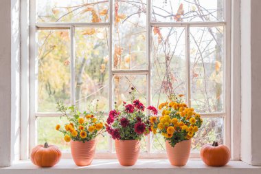 chrysanthemums  and pumpkins on old white  windowsill clipart