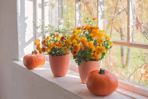 Chrysanthemums  and pumpkins on old white  windowsill — Stock Photo, Image