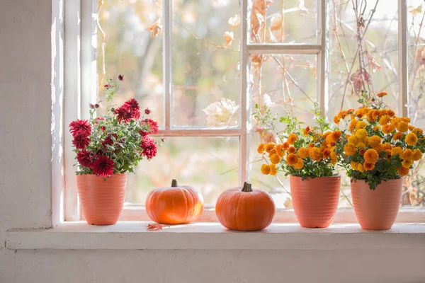 Chrysanthemums  and pumpkins on old white  windowsill — Stock Photo, Image