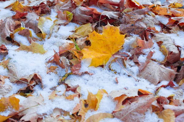秋天的黄叶在雪中的背景 — 图库照片
