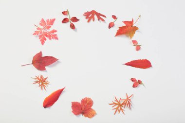 Beyaz arkaplanda kırmızı sonbahar yaprakları 