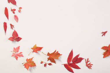 Beyaz arkaplanda kırmızı sonbahar yaprakları 