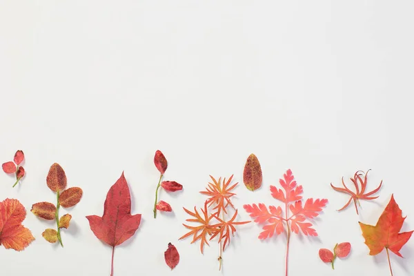 Hojas rojas de otoño sobre fondo blanco —  Fotos de Stock
