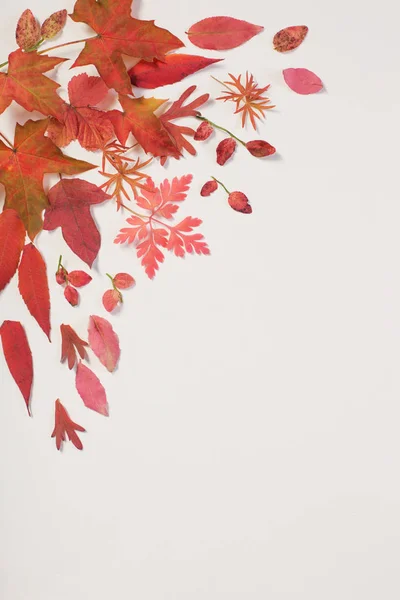 Rote Herbstblätter auf weißem Hintergrund — Stockfoto